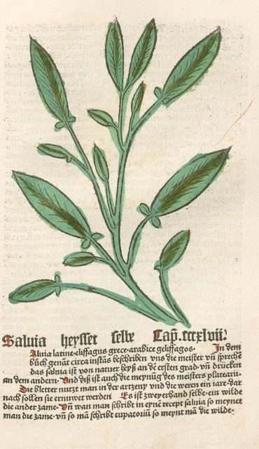 salbei_gart